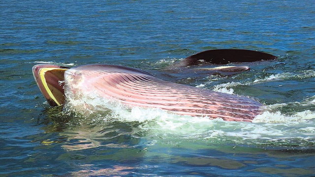samui Bruda whale